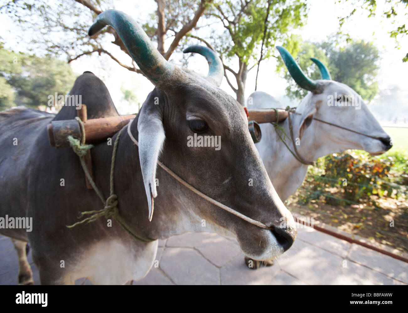 Büffel ziehen A Cart Rajasthan Indien Stockfoto