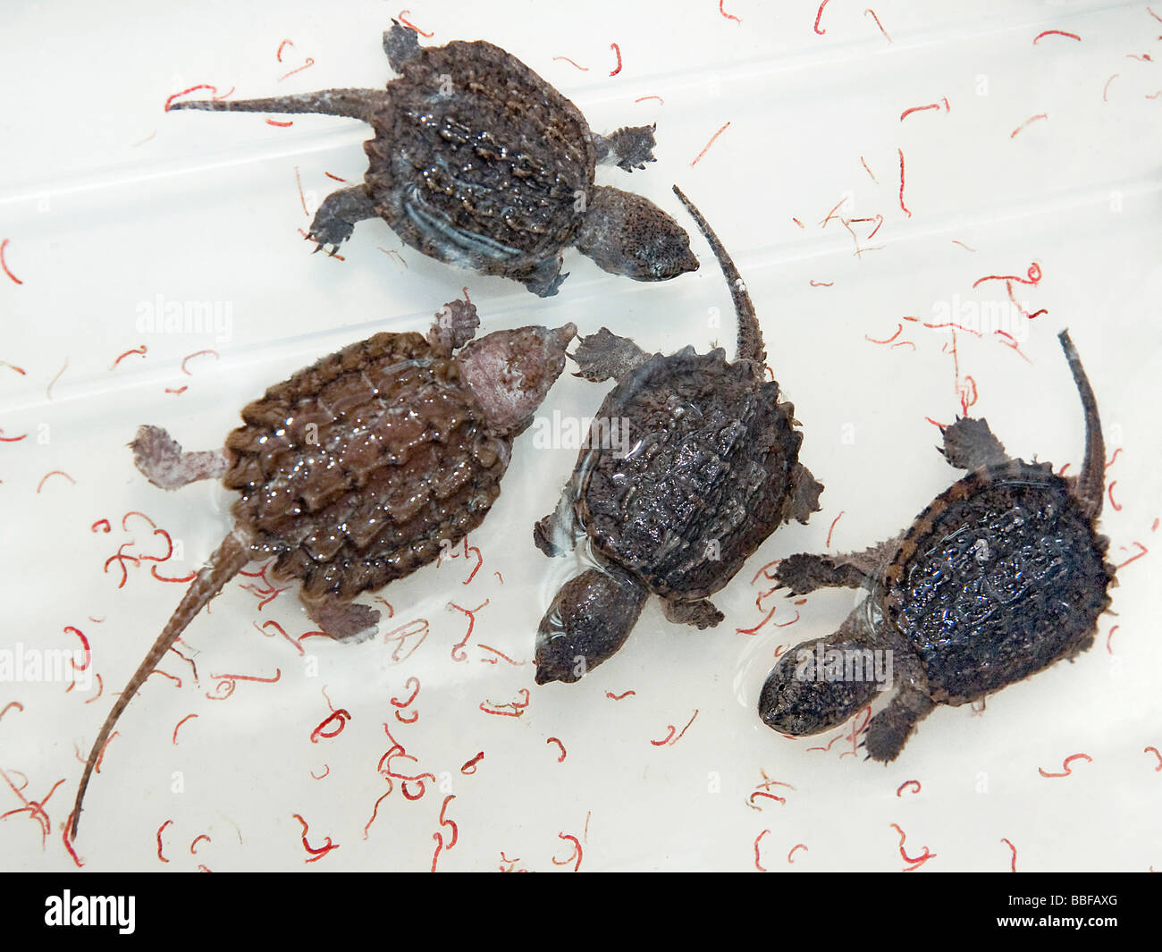 Baby-Alligator Schnappschildkröten Macrochelys Temminckii mit Mückenlarven für Verkauf in Hong Kong Stockfoto