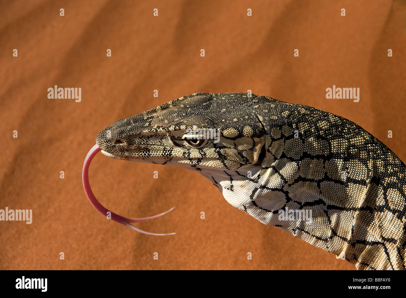 Perentie Goanna schnippt Australien Zunge raus Stockfoto