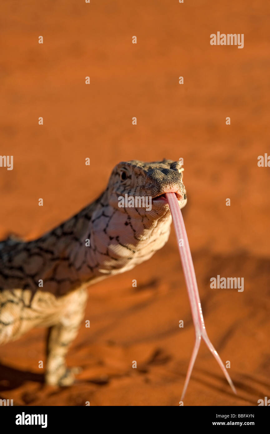 Perentie Goanna erstreckt sich lange gespaltenen Zunge, Geschmack