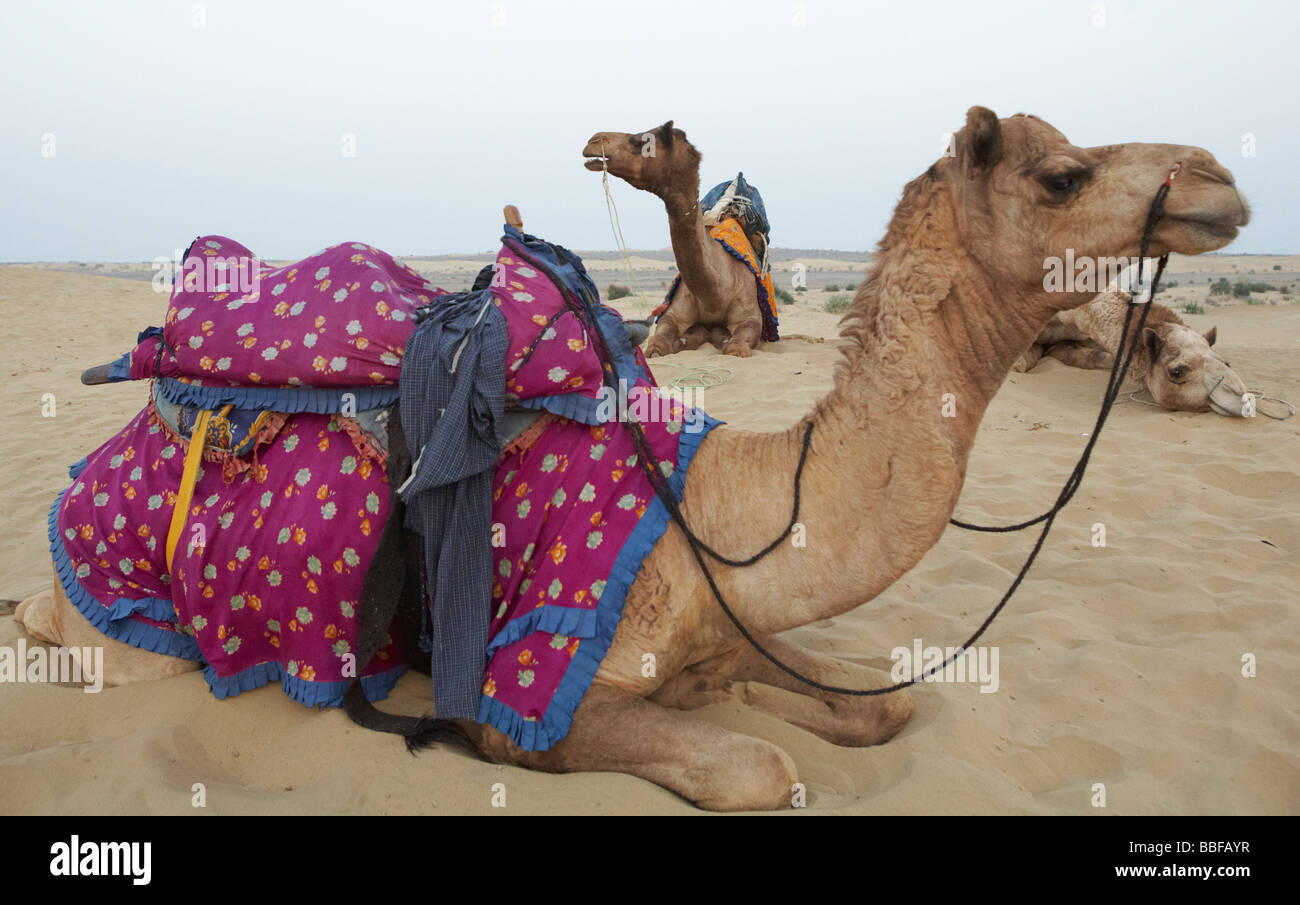 Ruhende Kamele Rajasthan Indien Stockfoto