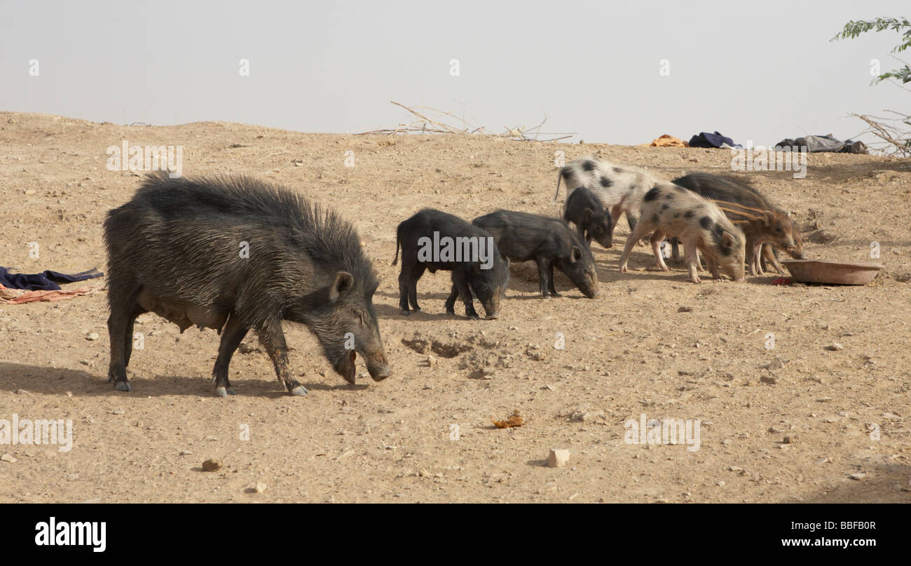 Wildschweine Jaisalmer, Rajasthan Indien Stockfoto