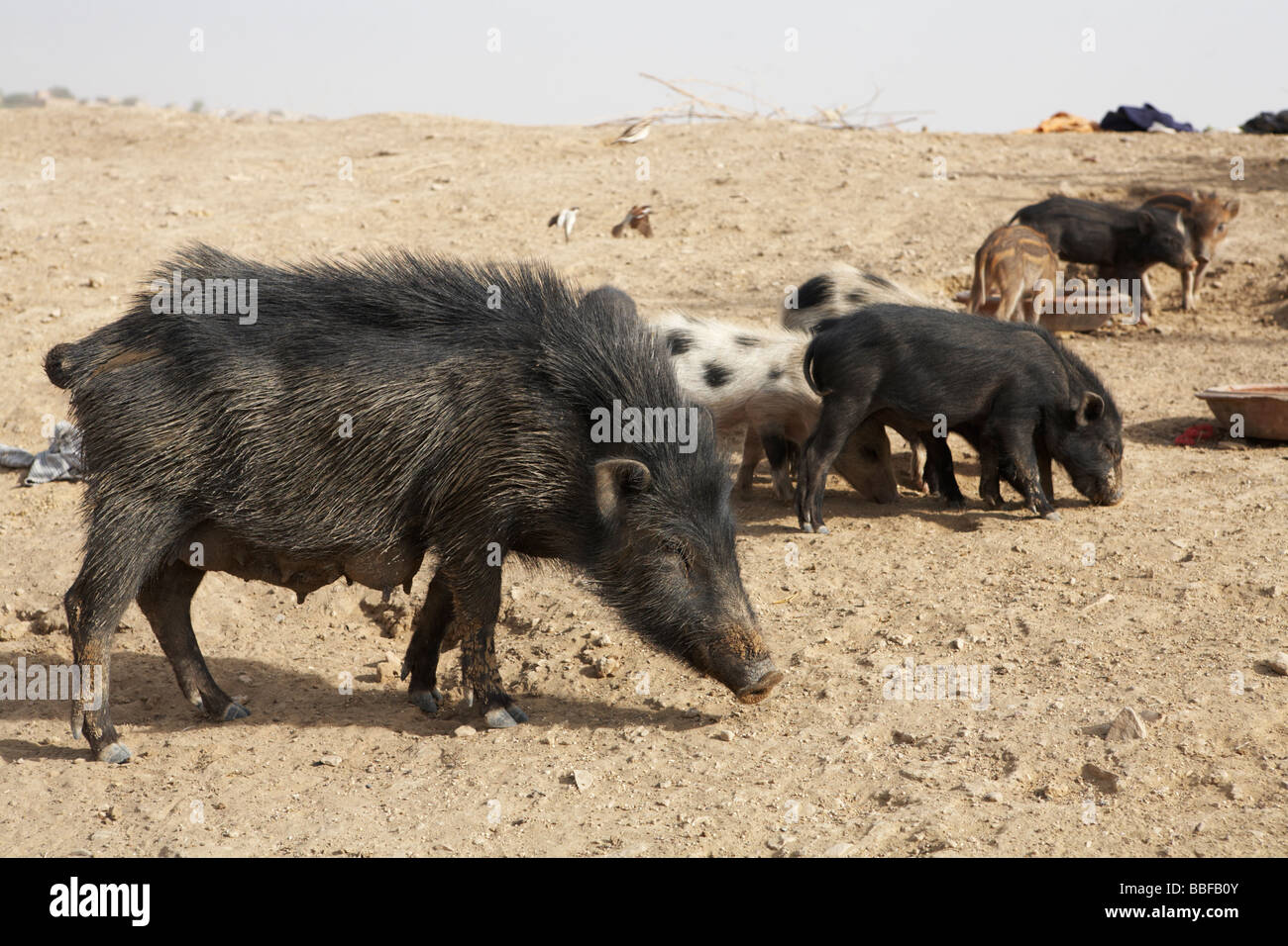 Wildschweine Jaisalmer, Rajasthan Indien Stockfoto