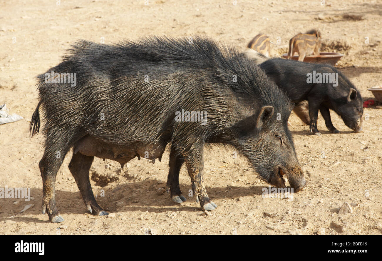 Wildschweine Jaisalmer, Rajasthan Indien Stockfoto