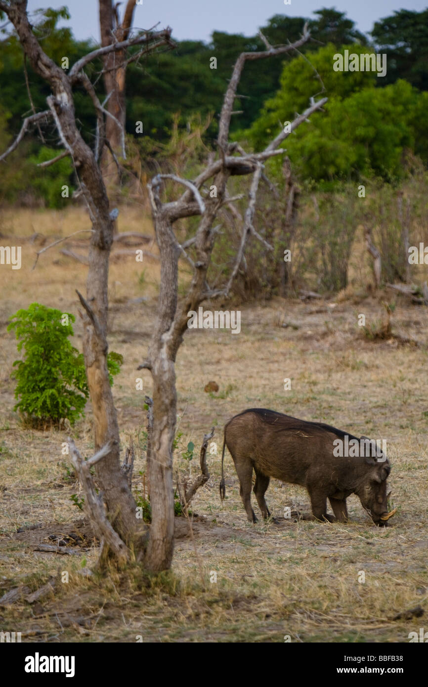 Das Wildschwein (Sus Scrofa) oder Wildschwein im Chobe National Park Stockfoto