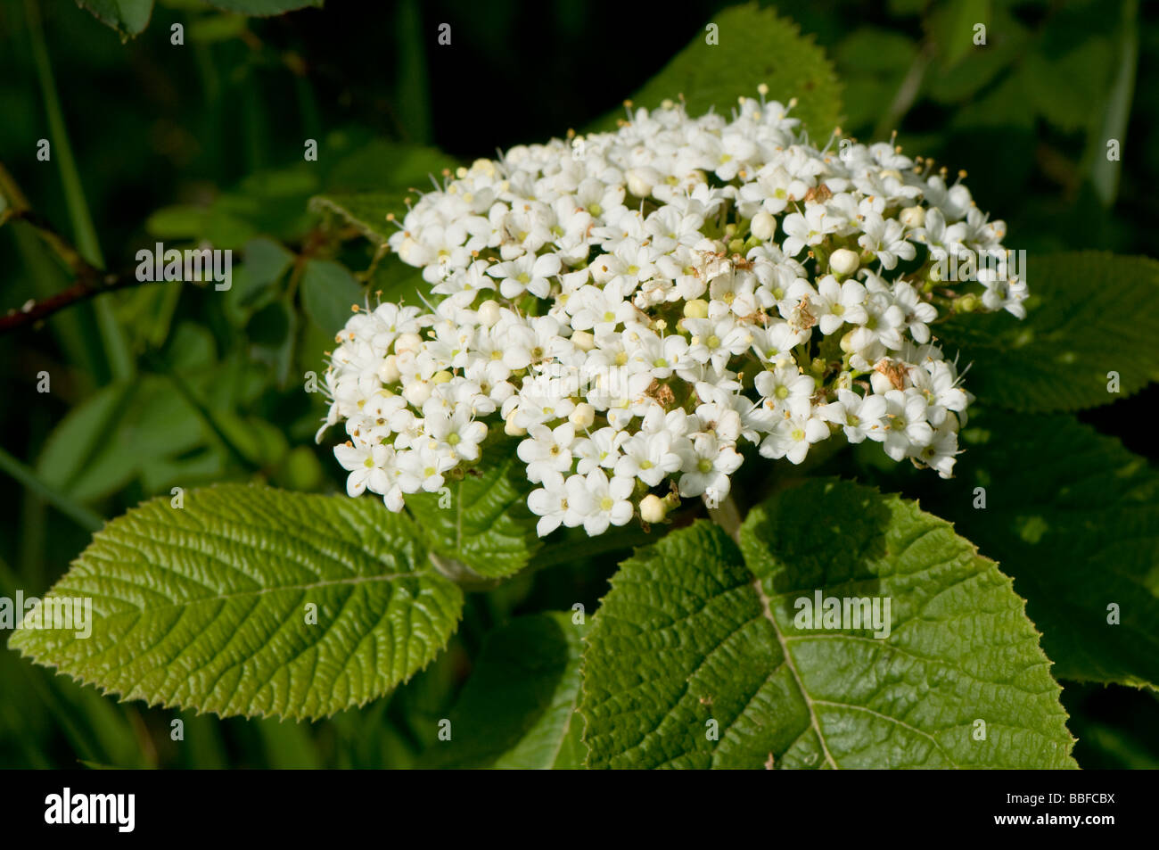 Gemahlener elder Aegopodium podagraria Stockfoto