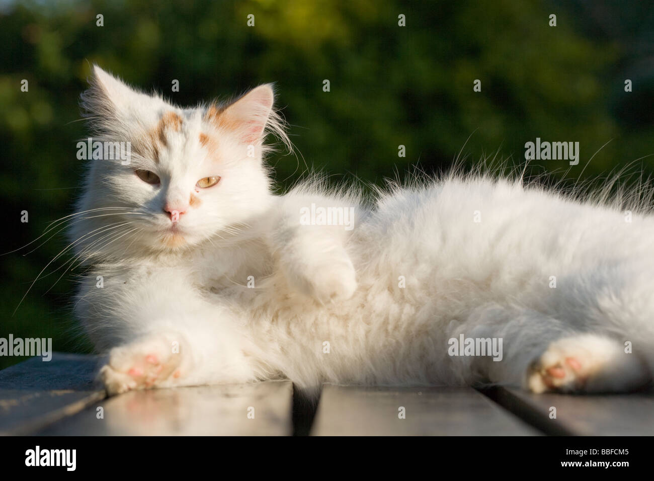 Türkische Van Katze Stockfoto
