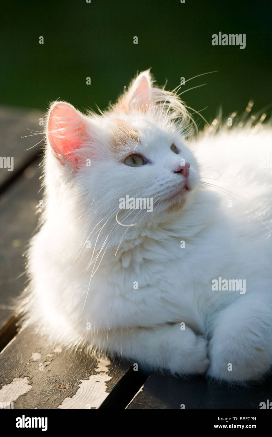 Weiße Katze Stockfoto
