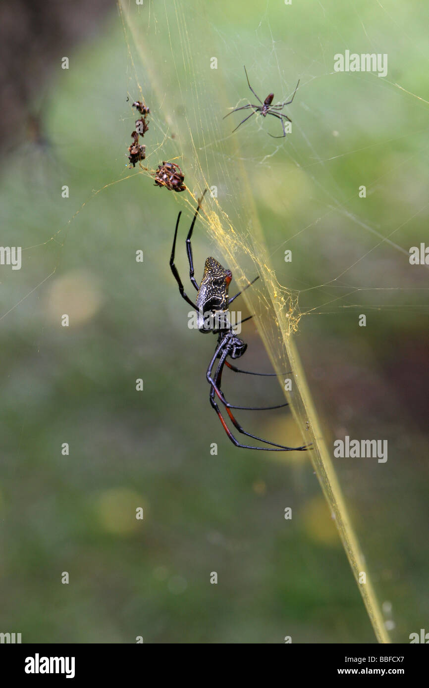 Eine große weibliche Golden Orb Spinne Nephila sp im Netz in Kenia das kleinere Männchen über das Weibchen zu sehen Stockfoto