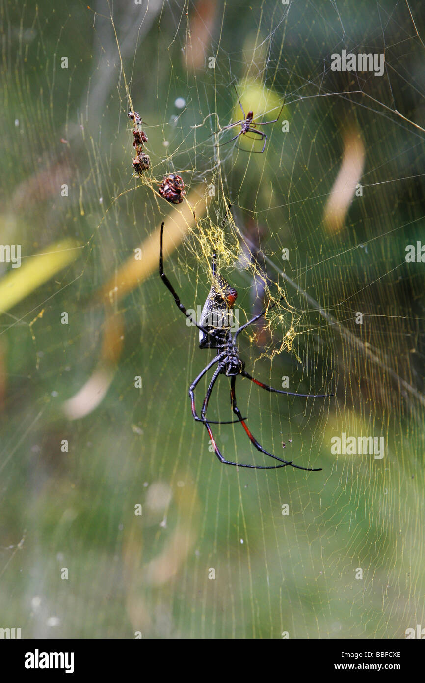 Eine große weibliche Golden Orb Spinne Nephila sp im Netz in Kenia das kleinere Männchen über das Weibchen zu sehen Stockfoto