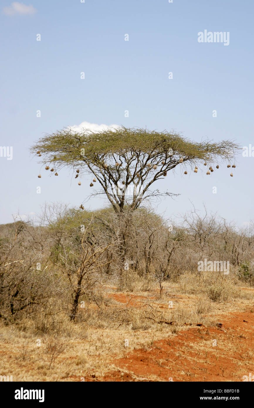 Eine Akazie oder Umbrella Tree im Tsavo Nationalpark mit Weaver Vögel Nester hängen von ihren Zweigen Stockfoto