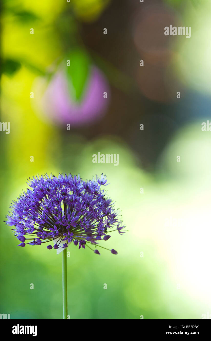 Allium hollandicum 'Purple Sensation'. Zierpflanzen Zwiebel Blume Stockfoto