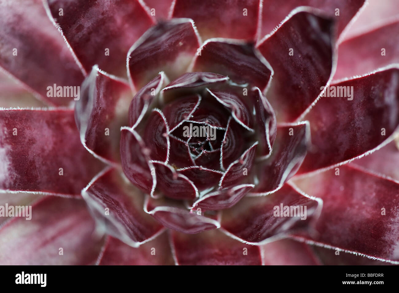 Sempervivum Hayling. Hauswurz Anlage. Henne und Küken Stockfoto