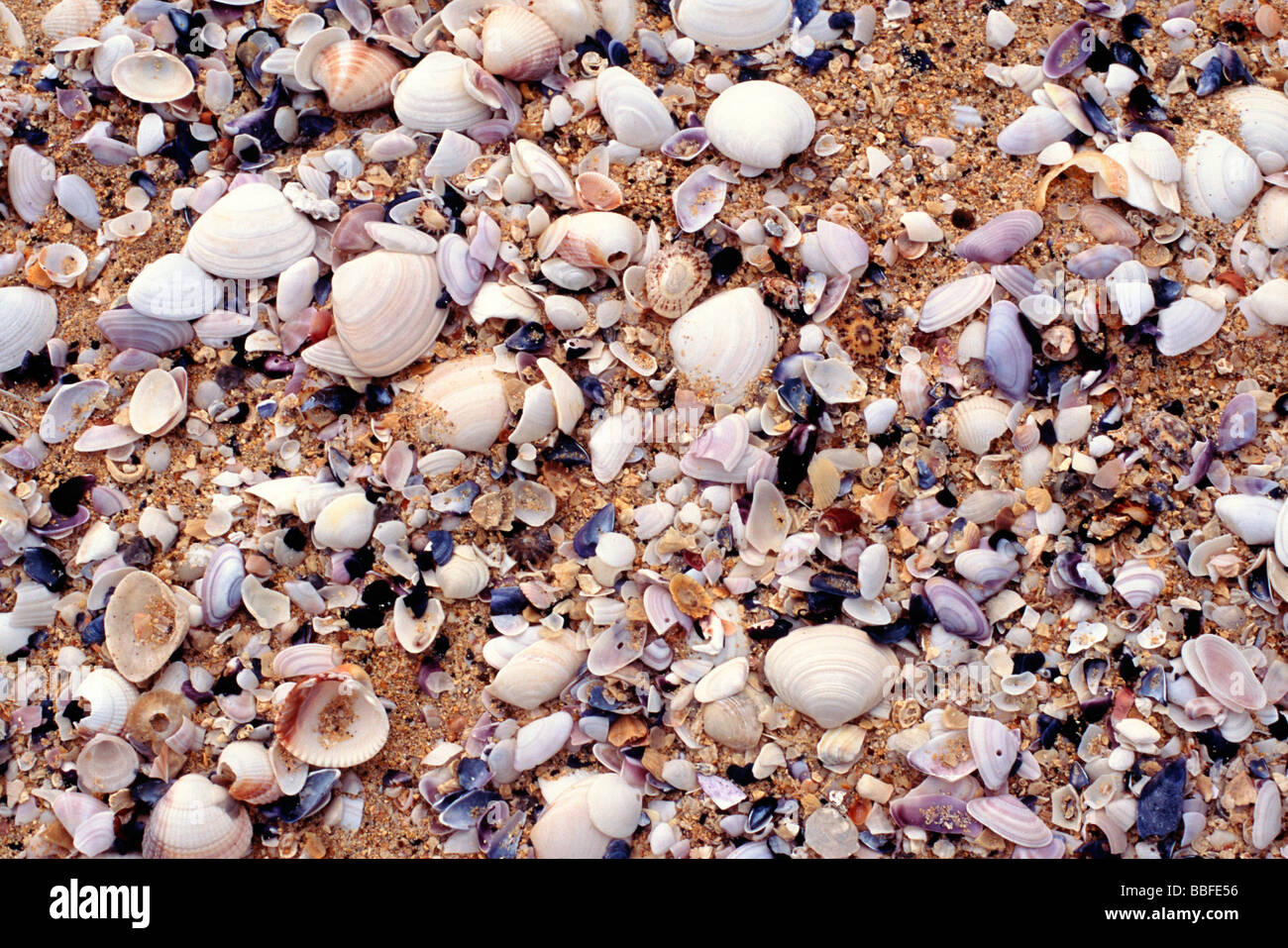 Gemischte kleine Muscheln an einem Sandstrand Stockfoto