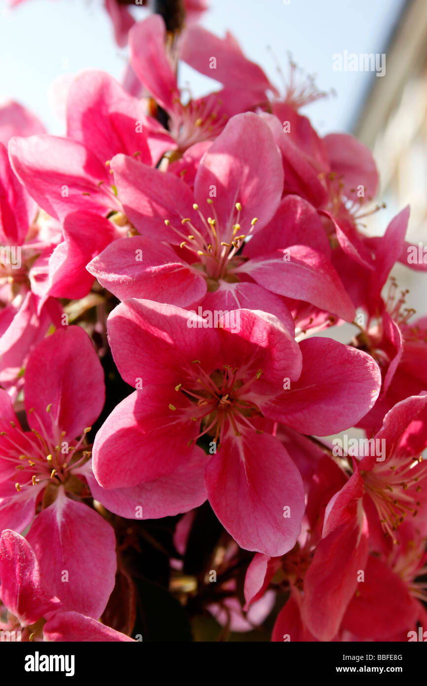 Crab apple blossom Fotos und Bildmaterial in hoher Auflösung Alamy