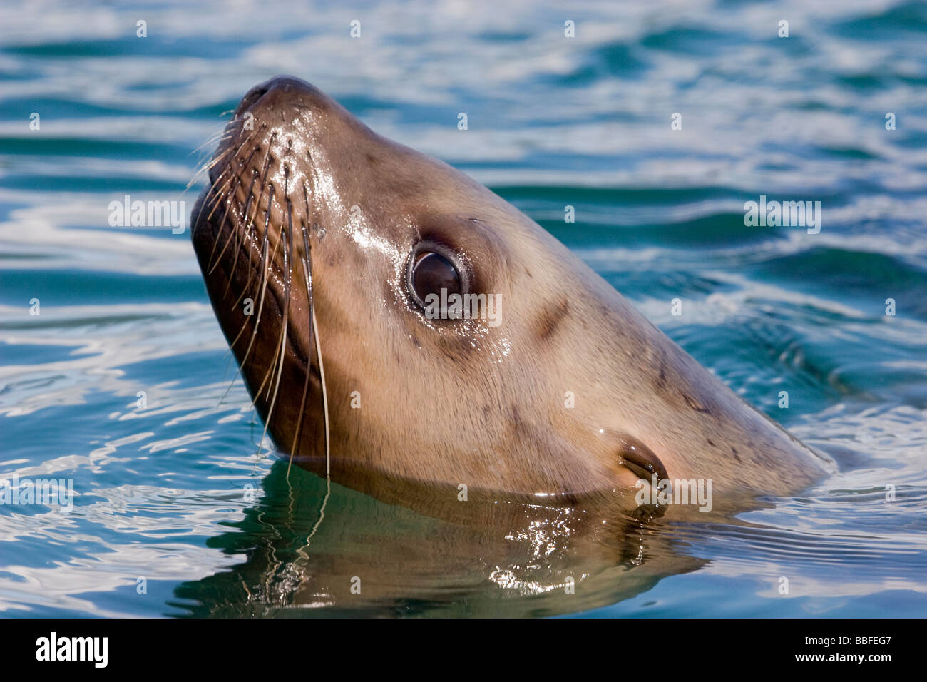 Steller oder Seelöwen Eumetopias Jubatus Juneau Nordalaska Stockfoto