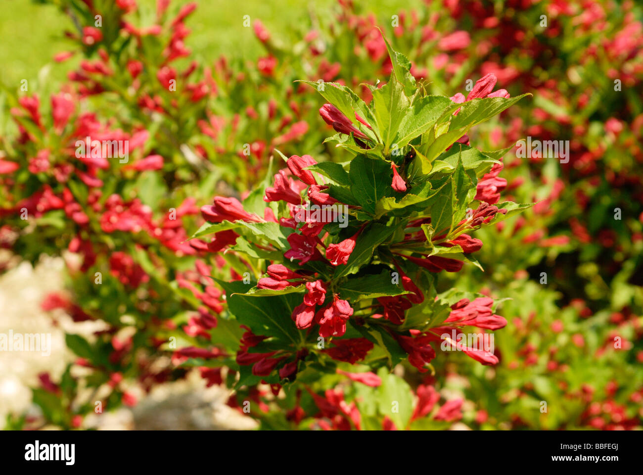 Holly Beerensträucher in voller Blüte Stockfoto