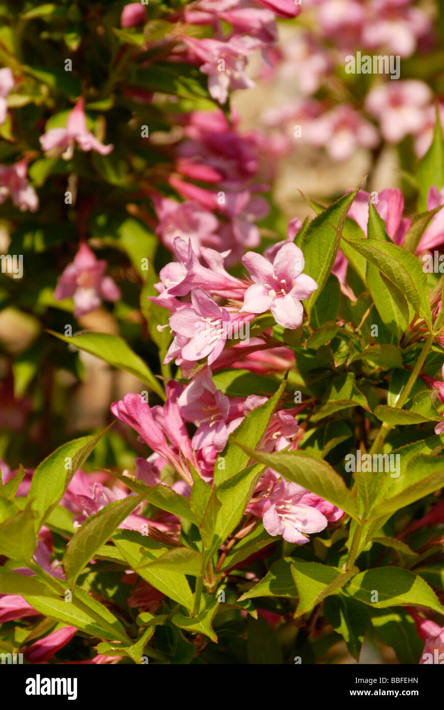 Holly Beerensträucher in voller Blüte Stockfoto