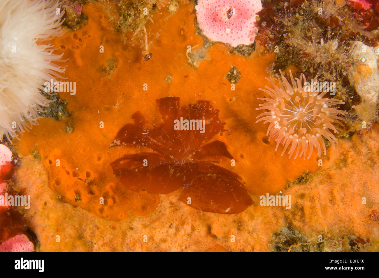 Rote Algen Algen Constantina Rosa Marina Southeast Alaska Stockfoto