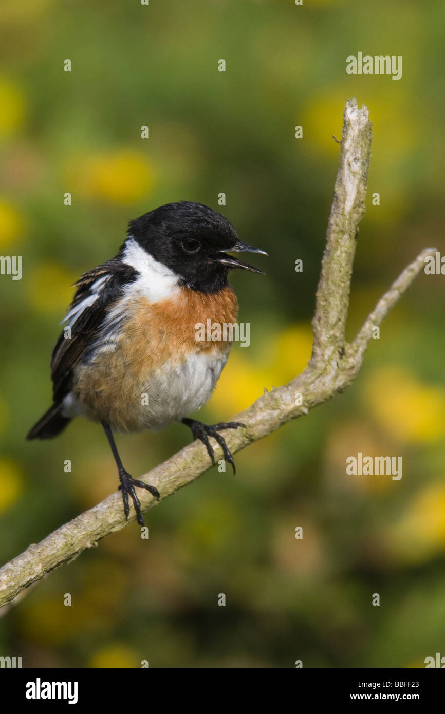 Männliche gemeinsame Schwarzkehlchen (Saxicola Torquata) singen, während thront auf einem Toten Ast Stockfoto