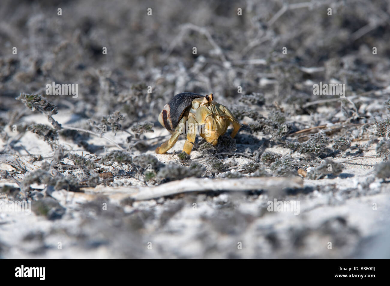 Semi-terrestrische Einsiedler Krebse Coenobita Compressus Gardner Bay Espanola Haube Galapagos Ecuador Stockfoto