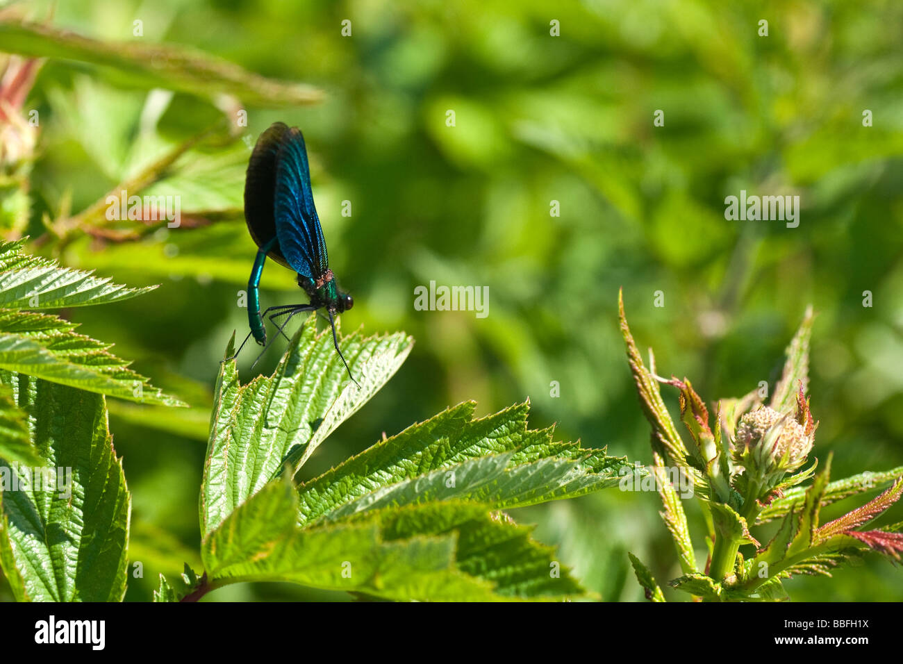 Libelle am Fluss-Ufer Stockfoto