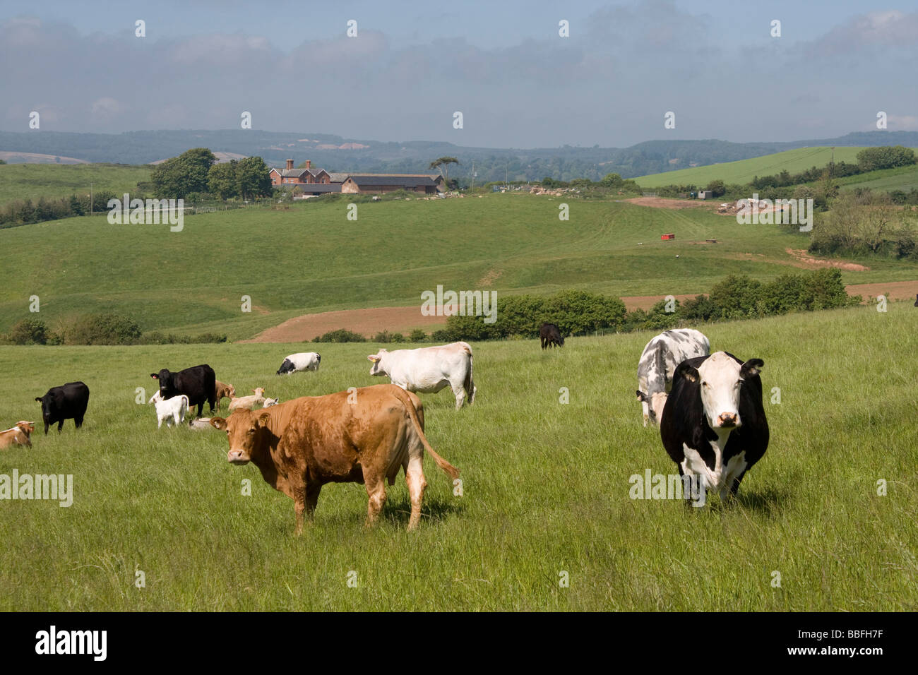 Ladram Bucht von Küsten Fußweg South Devon England uk gb Stockfoto