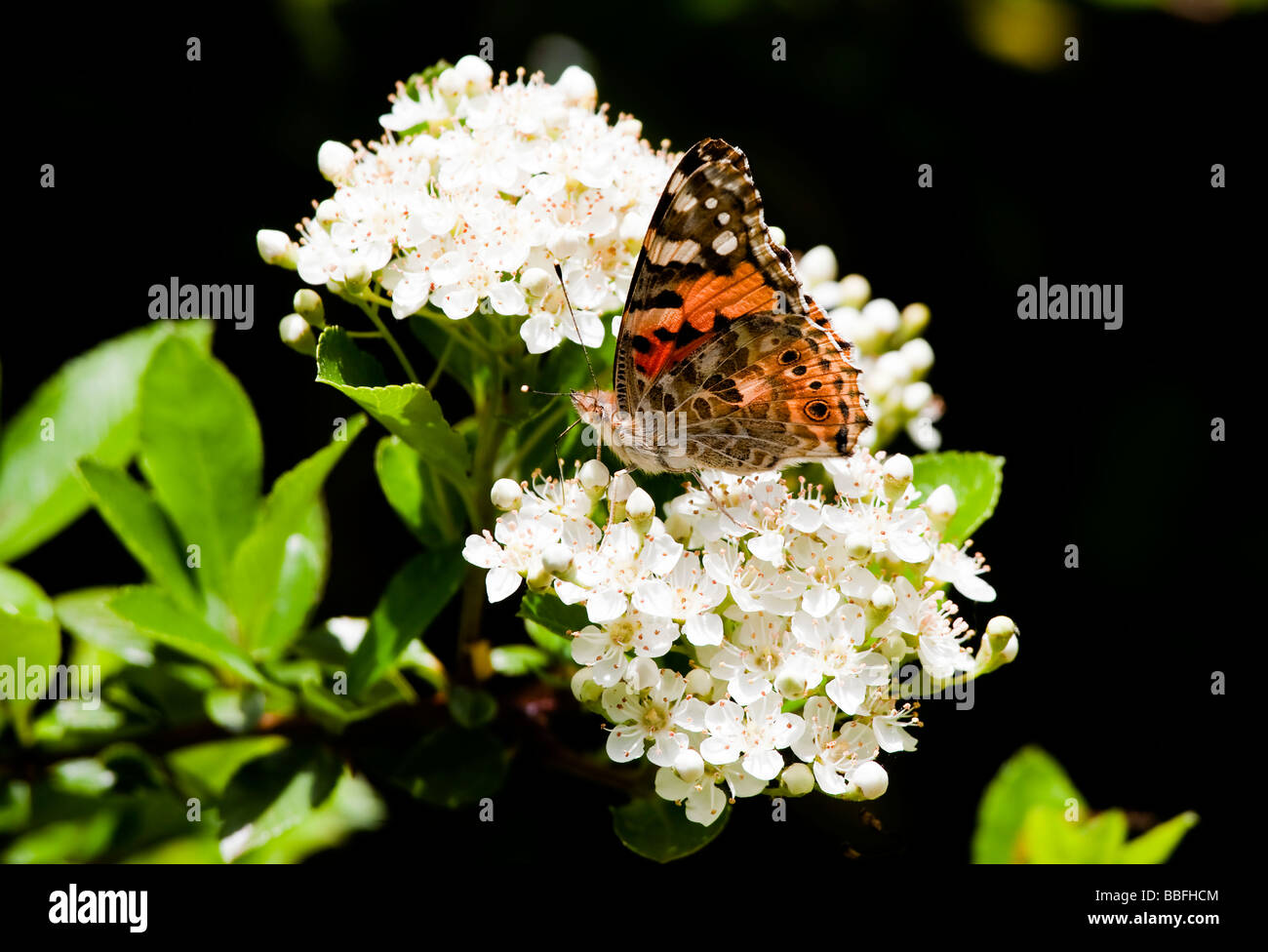 Distelfalter Schmetterling ruht auf weiß blühende Weißdorn Vanessa Cardui Spannweite 60mm Stockfoto