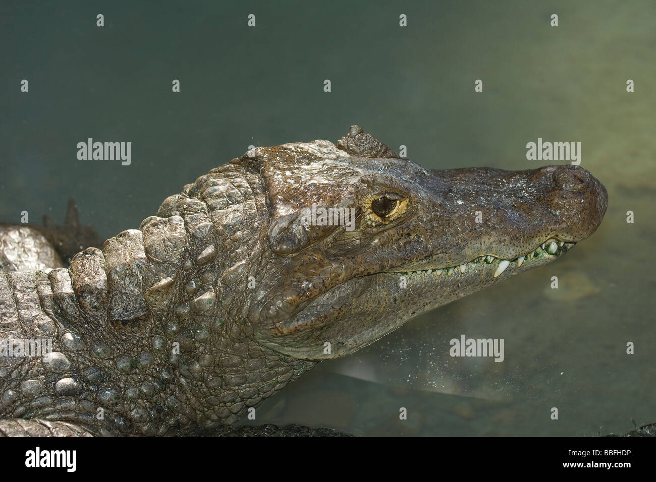 Brillentragende Brillenkaiman, Caiman Crocodilus gefunden in Mittel- und Südamerika Stockfoto