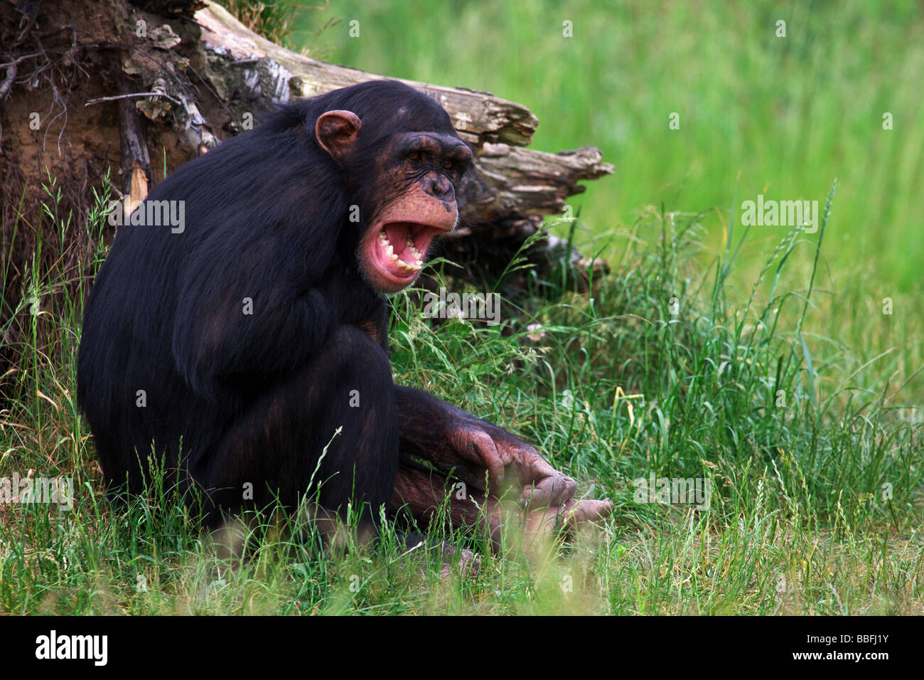 Schreienden Schimpansen sitzt vor einem Baumstumpf Stockfoto