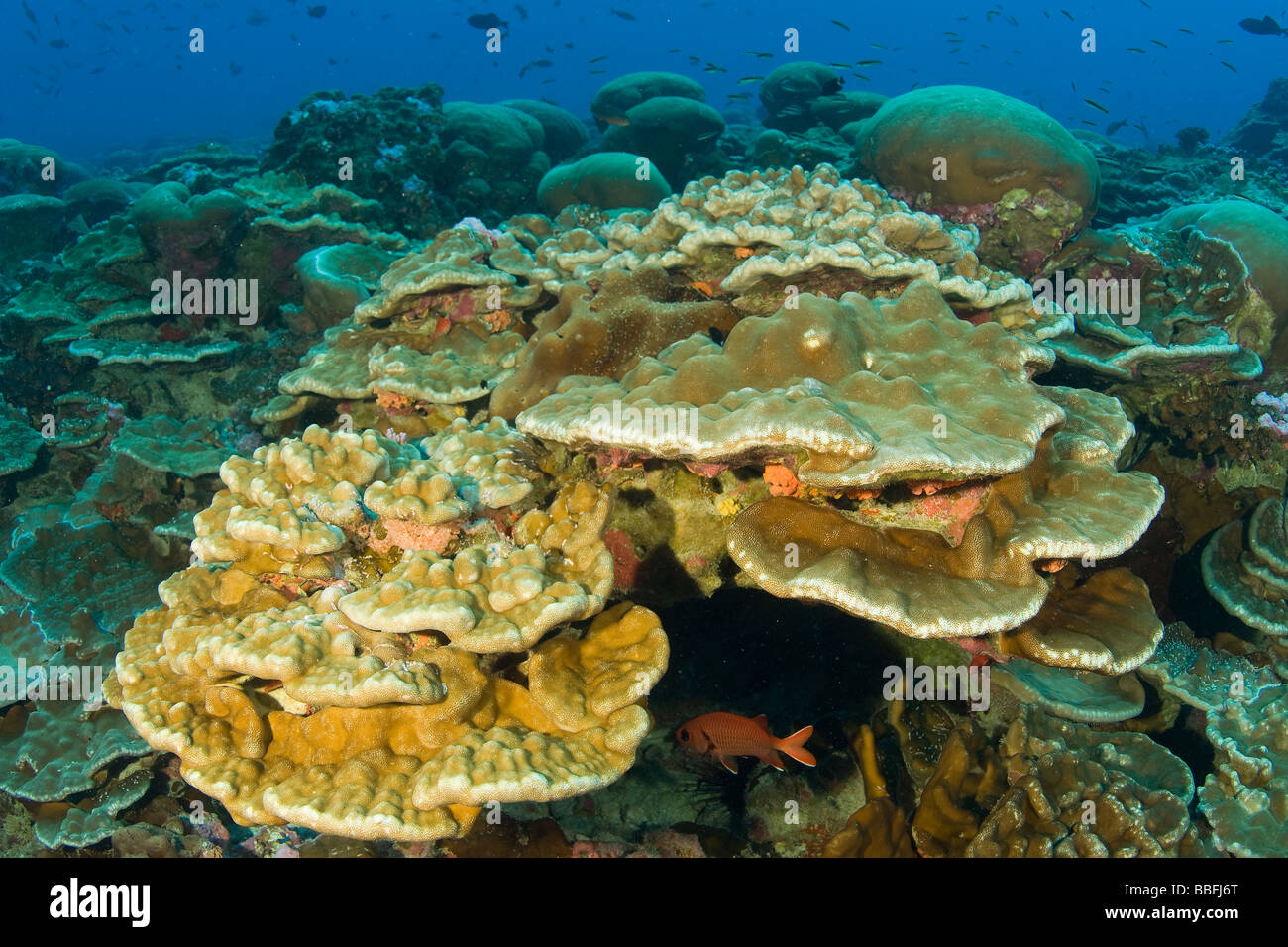 Harte Coral Reef Clipperton Island Frankreich Mexiko Stockfoto