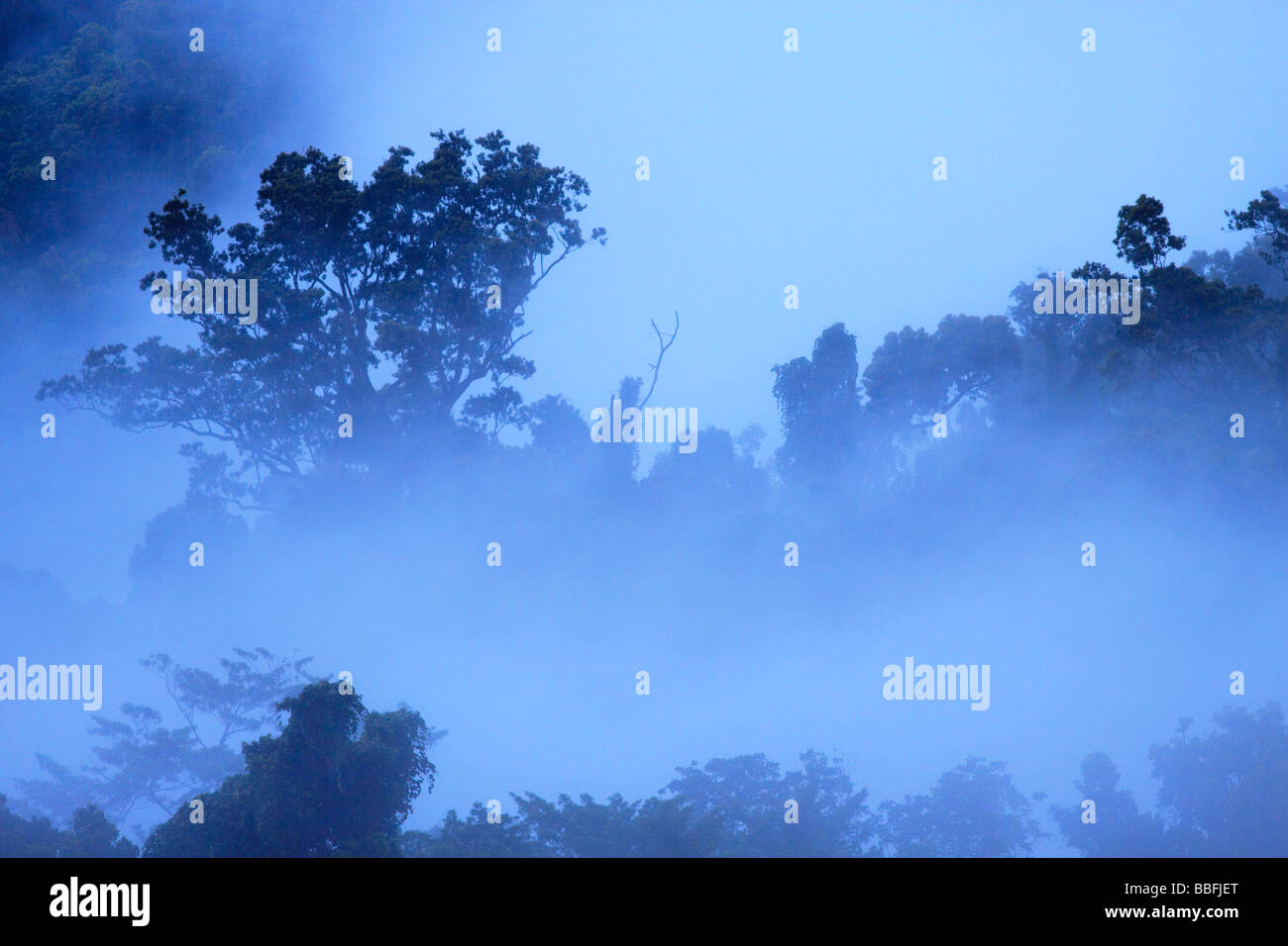 Dicken Nebel erglüht tropischen Regenwäldern im Norden von Queensland, Australien Stockfoto