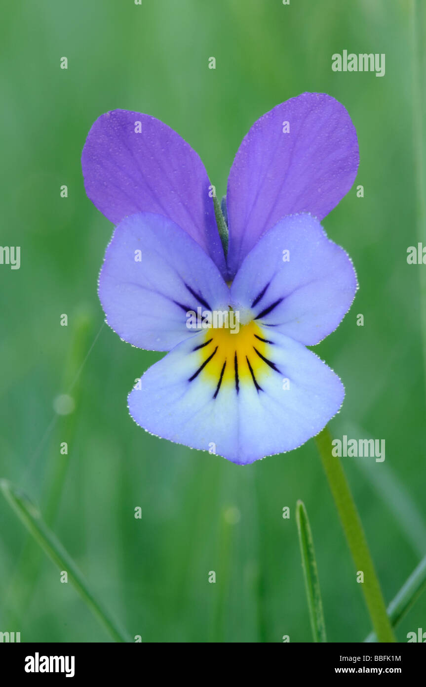 Stiefmütterchen Viola tricolor Stockfoto