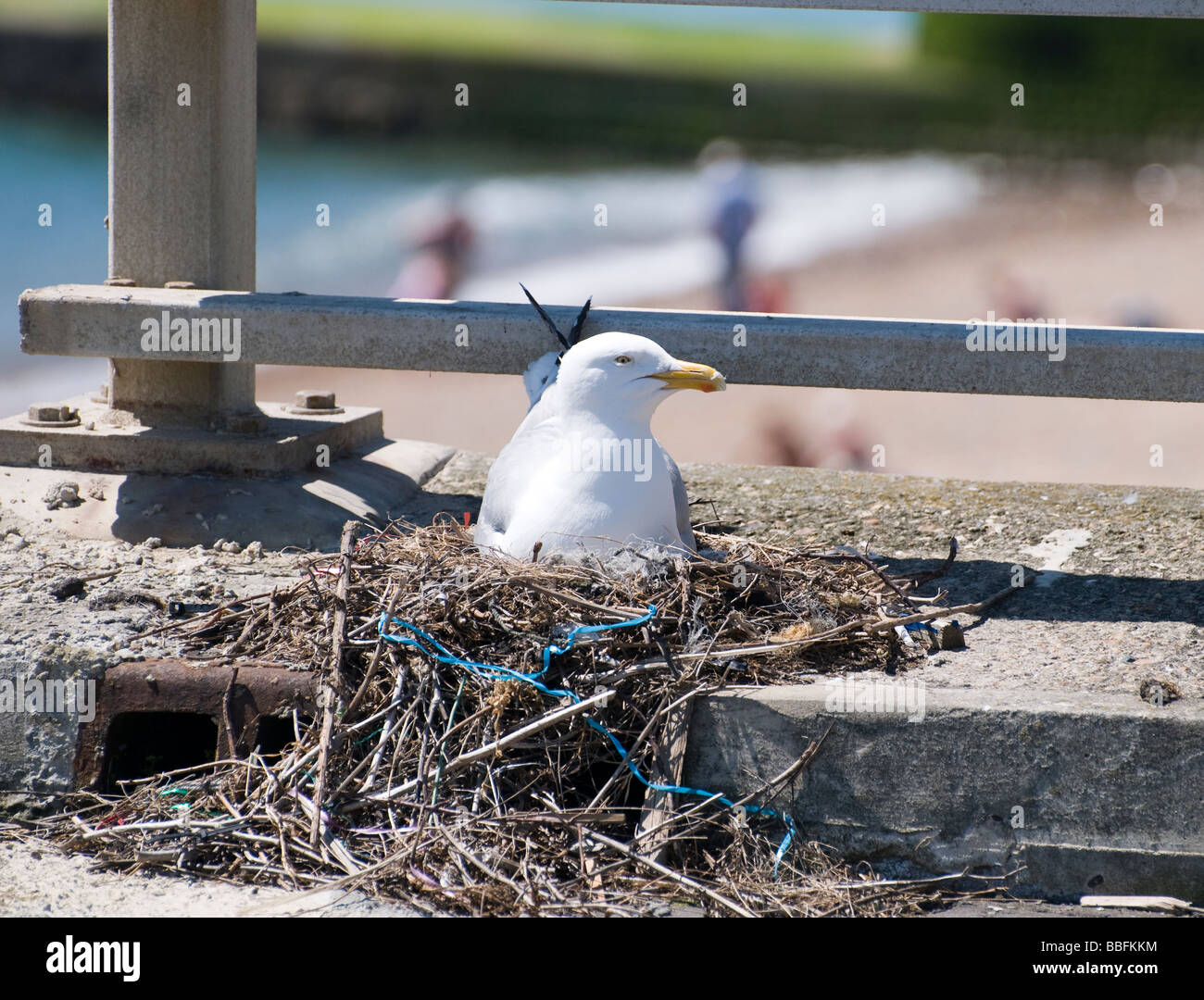 Eine Möwe sitzt auf seinem Nest am Strand. Stockfoto