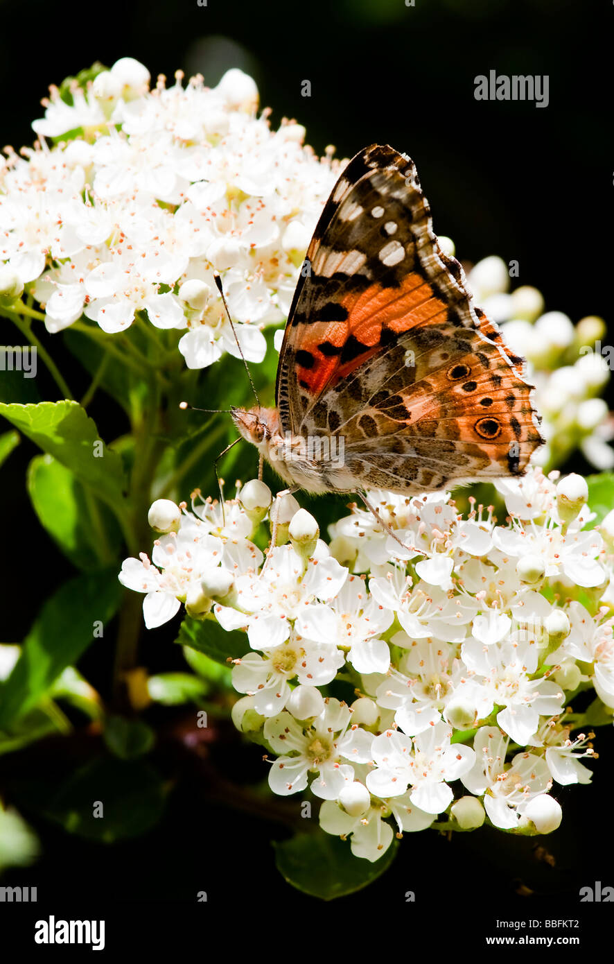 Distelfalter Schmetterling ruht auf weiß blühende Weißdorn Busch.  Vanessa Cardui Spannweite 60mm Stockfoto