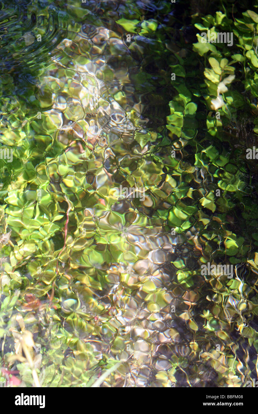 glasklar durchsichtigen Wasser in Kreide Bach Fowlmere Nature Reserve Cambridgeshire England UK Stockfoto