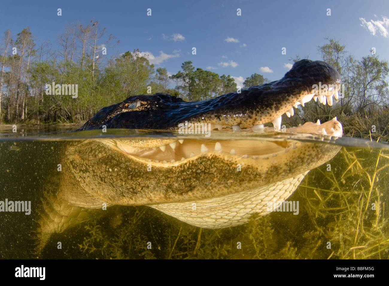 Amerikanischer Alligator Alligator Mississippiensis Florida Stockfoto