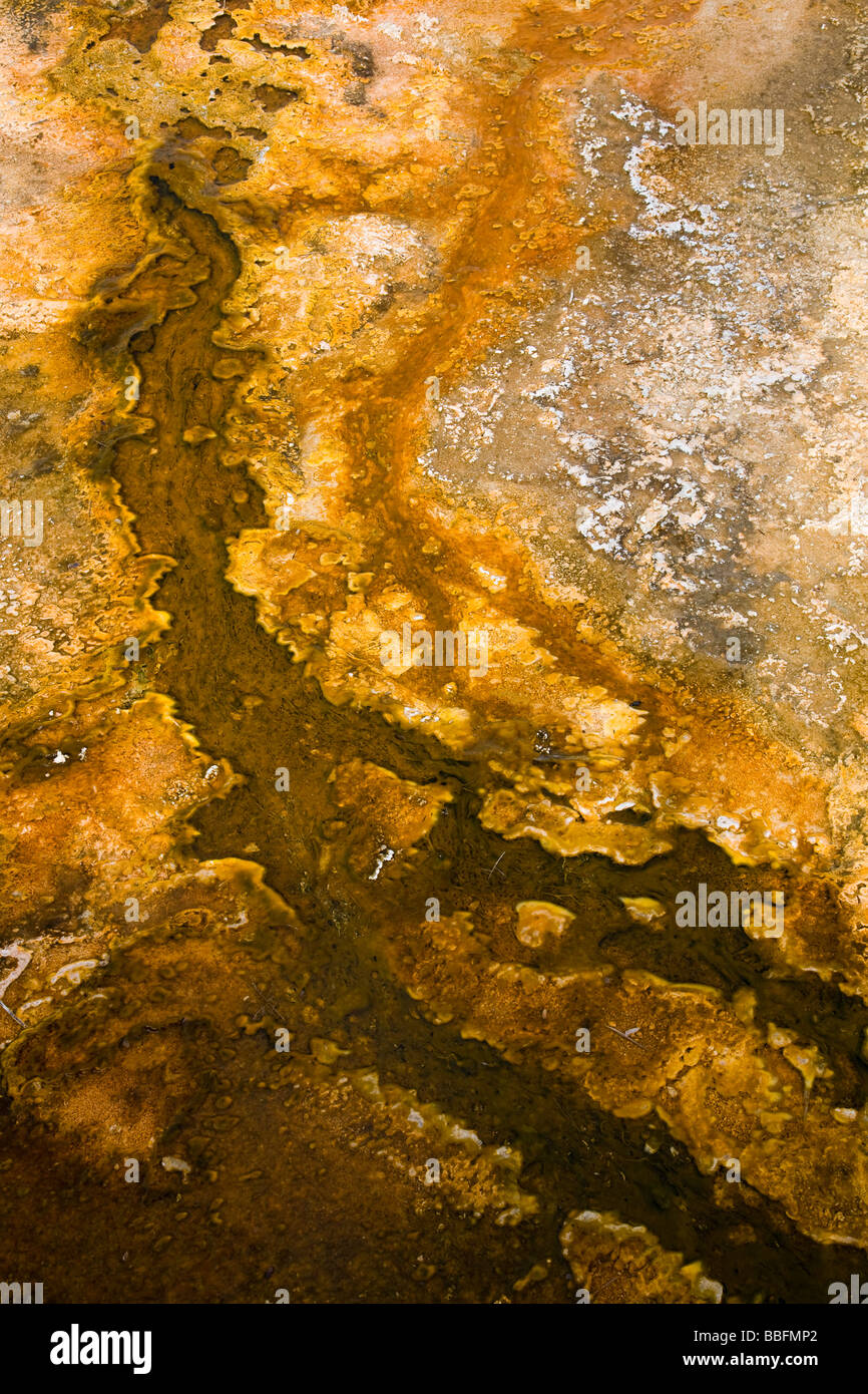 Thermophile Bakterienwachstum bei Sprudel, Yellowstone-Nationalpark Stockfoto