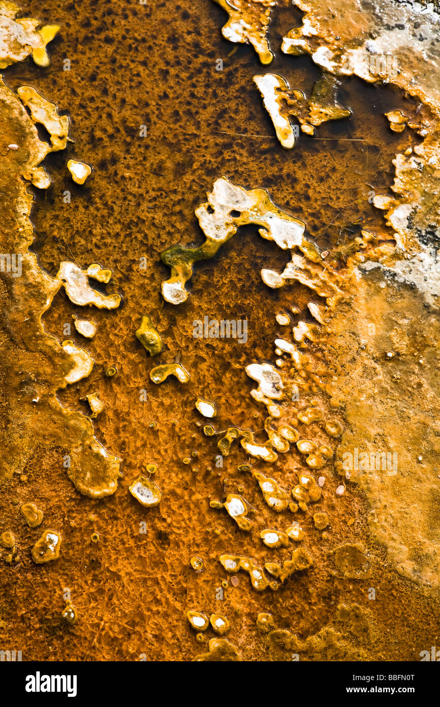 Thermophile Bakterienwachstum in den heißen Quellen, Yellowstone-Nationalpark Stockfoto