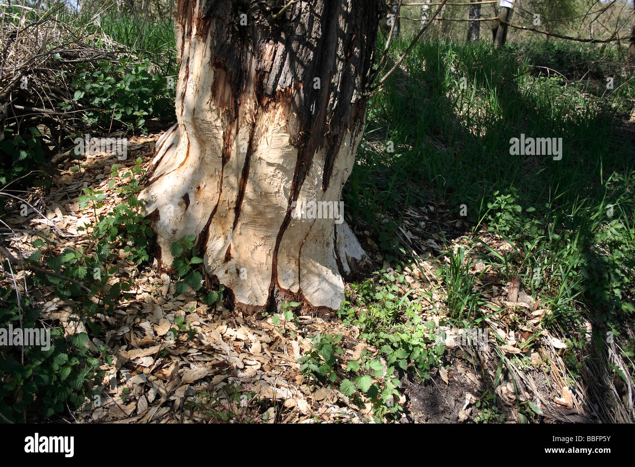 Stamm des Baumes durch einen Biber nagt beschädigt Stockfoto