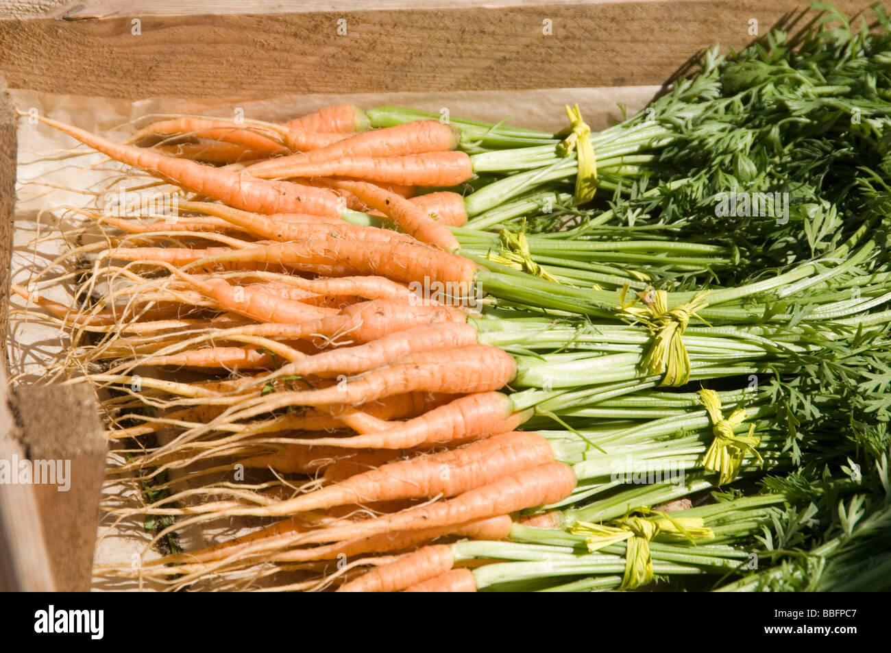 Bio-Karotten Karotte kleine blasse Farbe Farbe nach Hause gewachsen frisch frisch gegraben Tops orange betrieben Landwirtschaft Bauer Bauern Markt prem Stockfoto