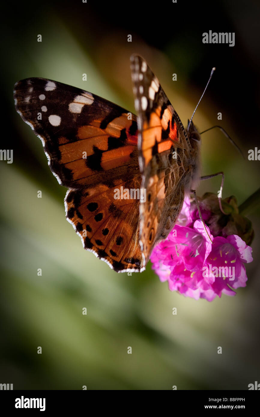 Nahaufnahme eines Schmetterlings Distelfalter (Vanessa Cardui) Stockfoto