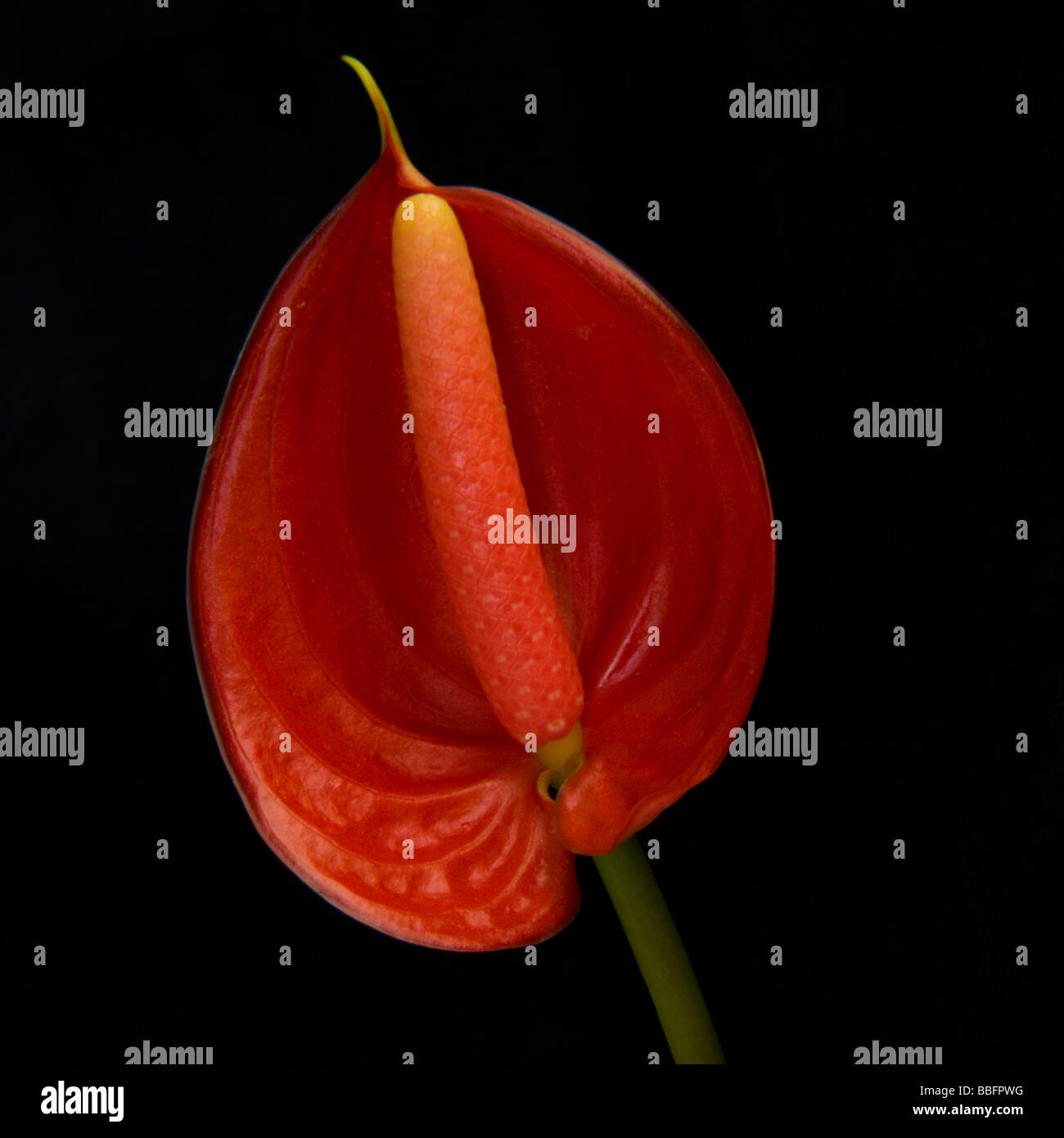 Flamingo-Blume Stockfoto