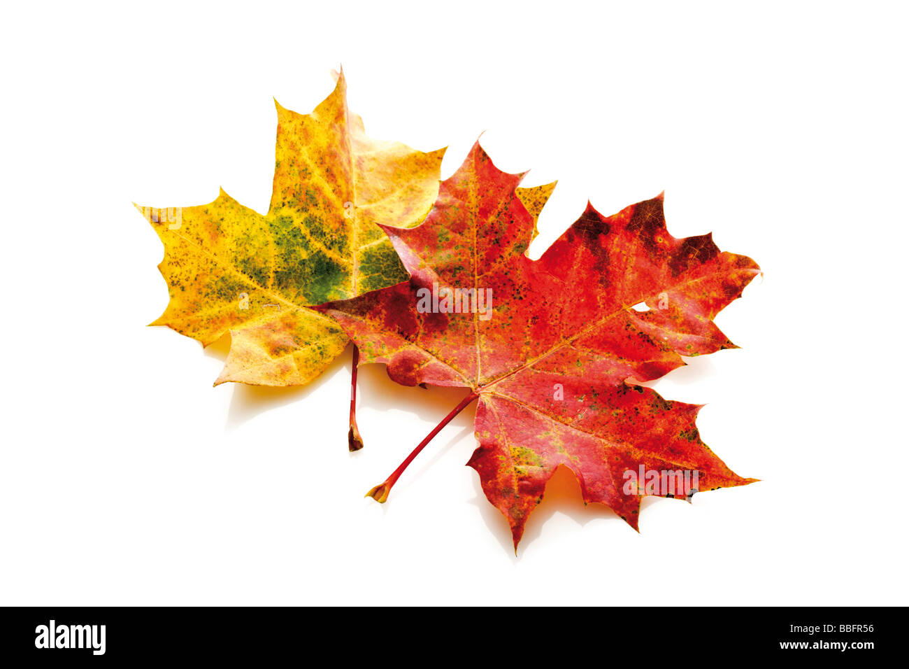 Herbst Blatt, Ahorn (Acer) Stockfoto