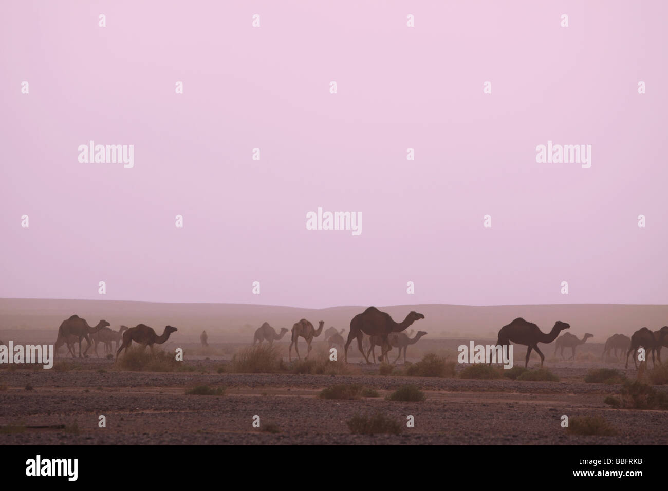 Afrika, Nordafrika, Marokko, Wüste, Merzouga, Herde von Kamelen auf staubigen Ebene Stockfoto