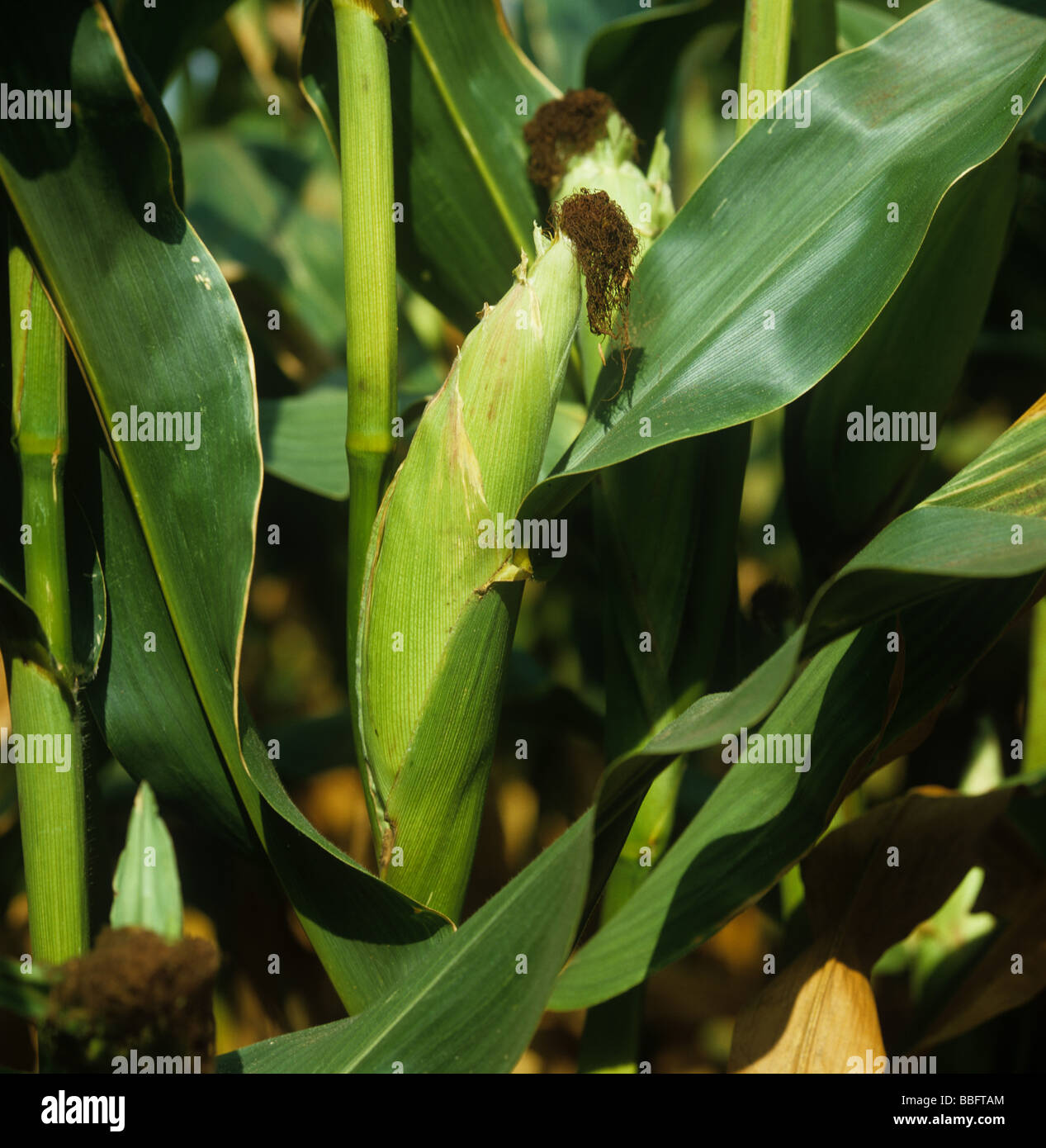 Reife Maiskolben und befruchteten weiblichen Rezeptoren auf der Nutzpflanze Stockfoto