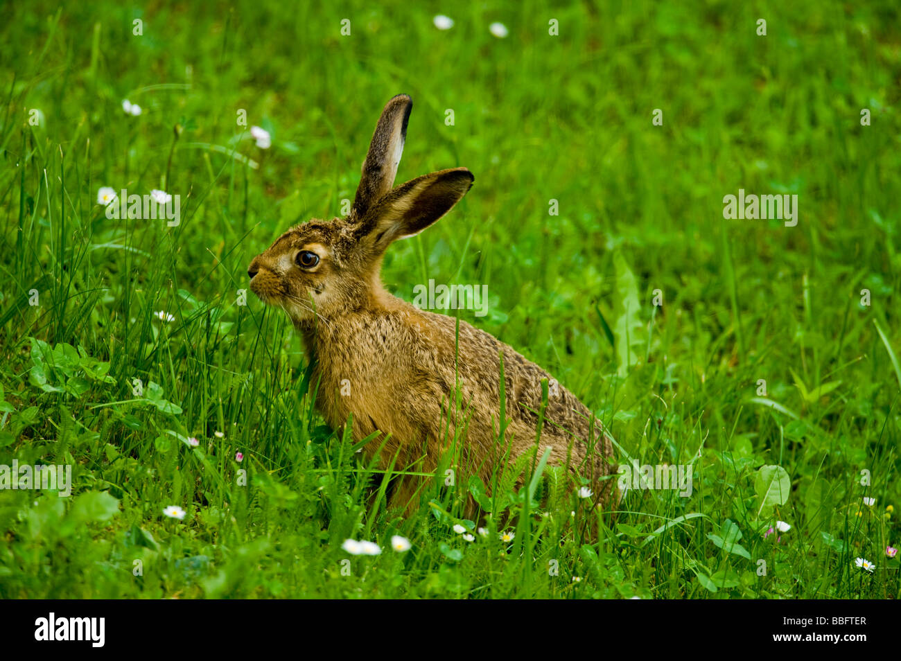 Wild-Peeling Hase Lepus Europaeus Naturelife Life Natur mit einem großen Haken unter die Auge grünen Rasen große Tele Objektiv Feder Stockfoto