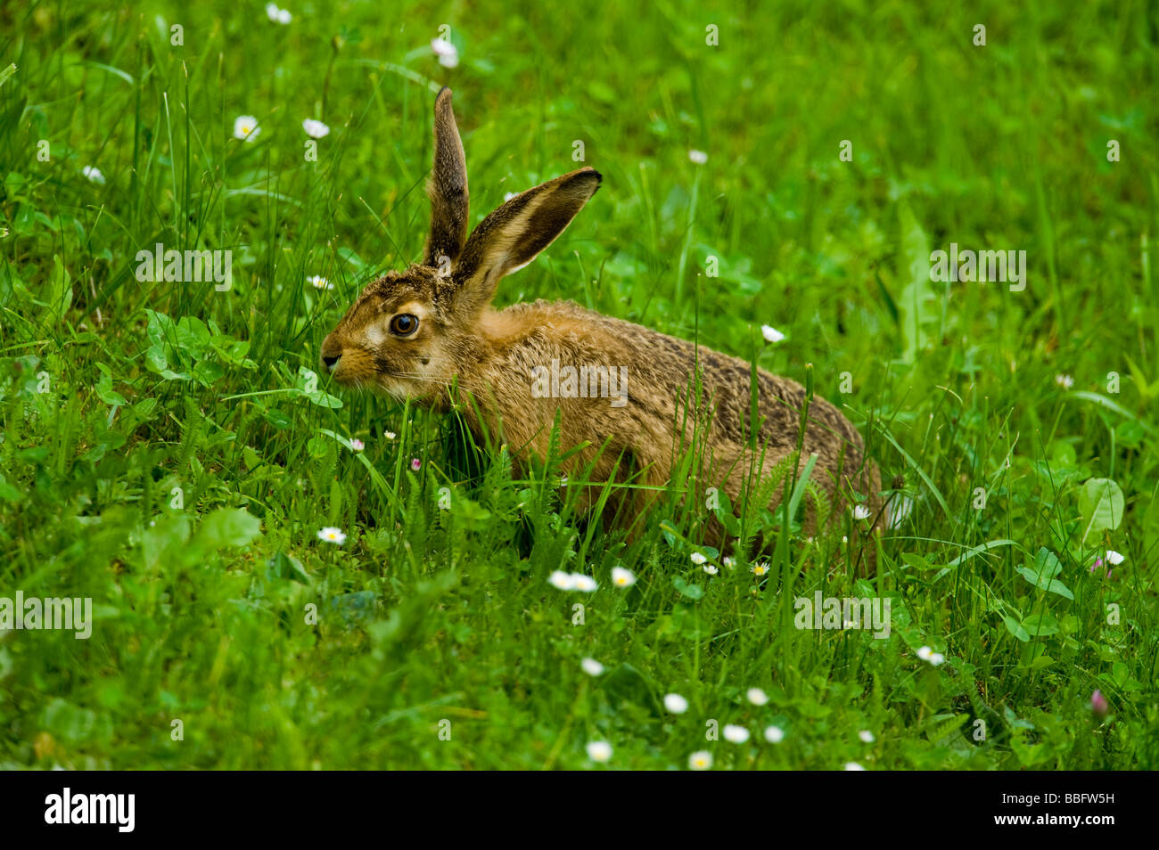 Wild-Peeling Hase Lepus Europaeus Naturelife Life Natur mit einem großen Haken unter die Auge grünen Rasen große Tele Objektiv Feder Stockfoto