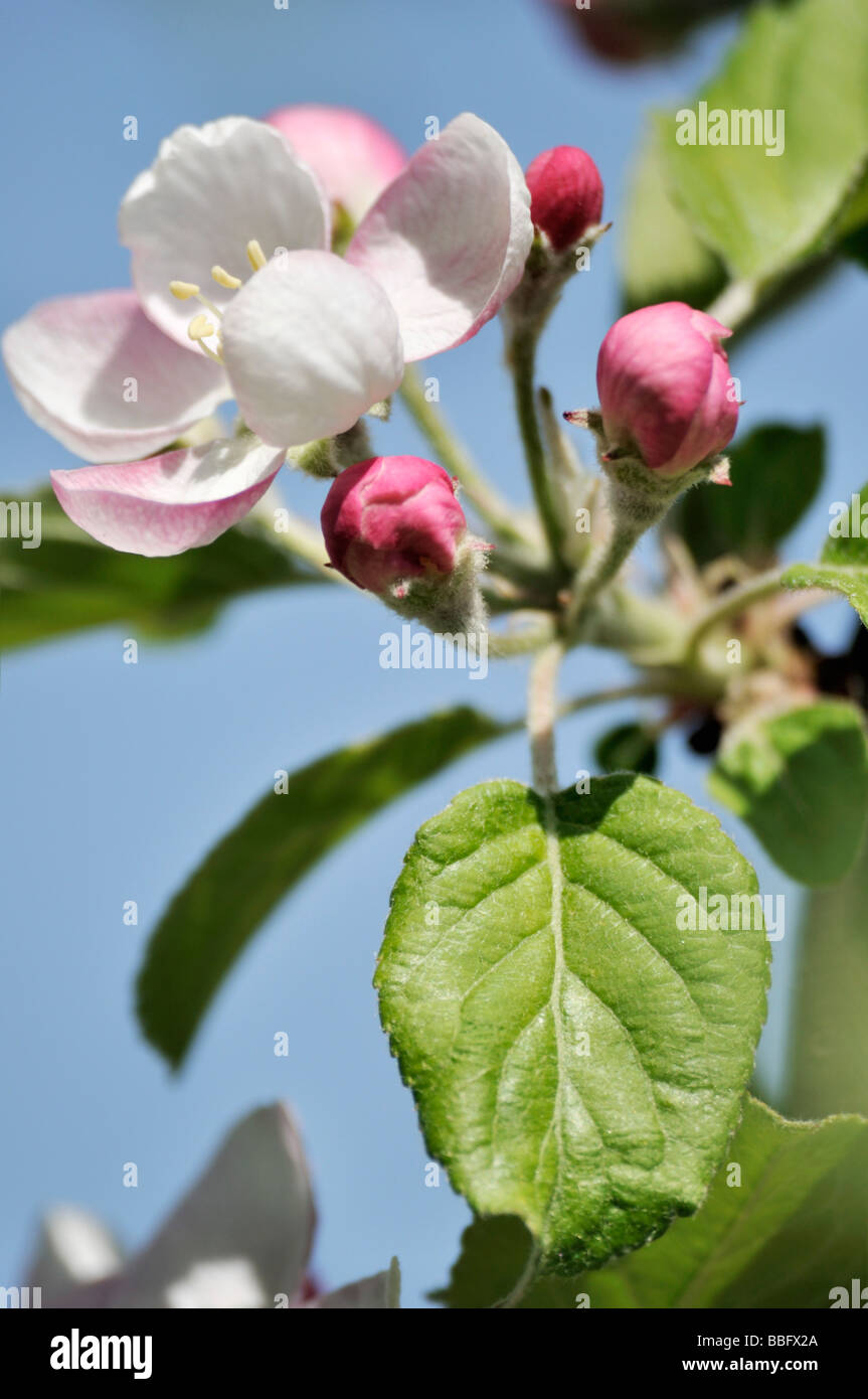 Apfelblüten Nahaufnahme Frühling Stockfoto