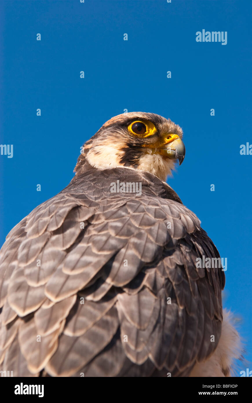 Ein Gefangener Lanner Falcon (Falco Biarmicus) Raubvogel Porträt im Vereinigten Königreich Stockfoto